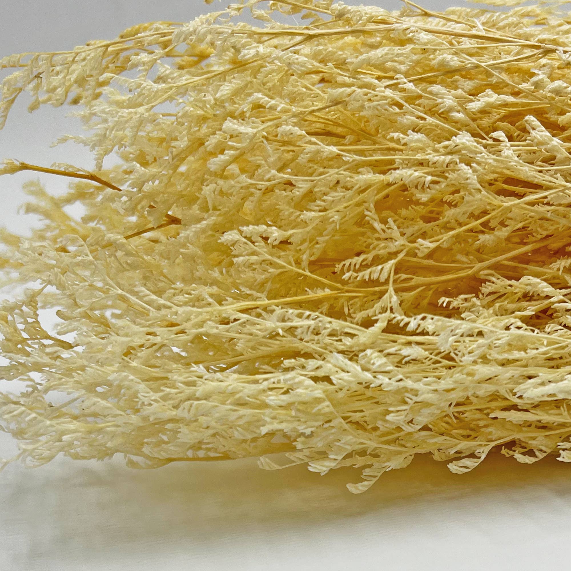 2626 Designs - Wholesale Dried/Pressed Flowers - Dried Preserved Valentin Grass Bouquet 21" Multiple Colors7