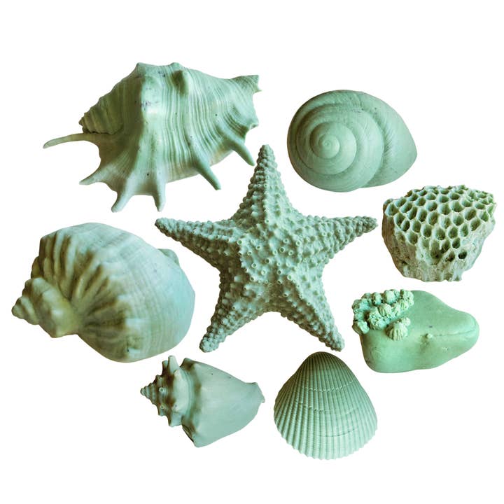 LOT DE 8 SAVONS - Tangerine & Pine | Savon Seashell pour la vente par Seashell Soap