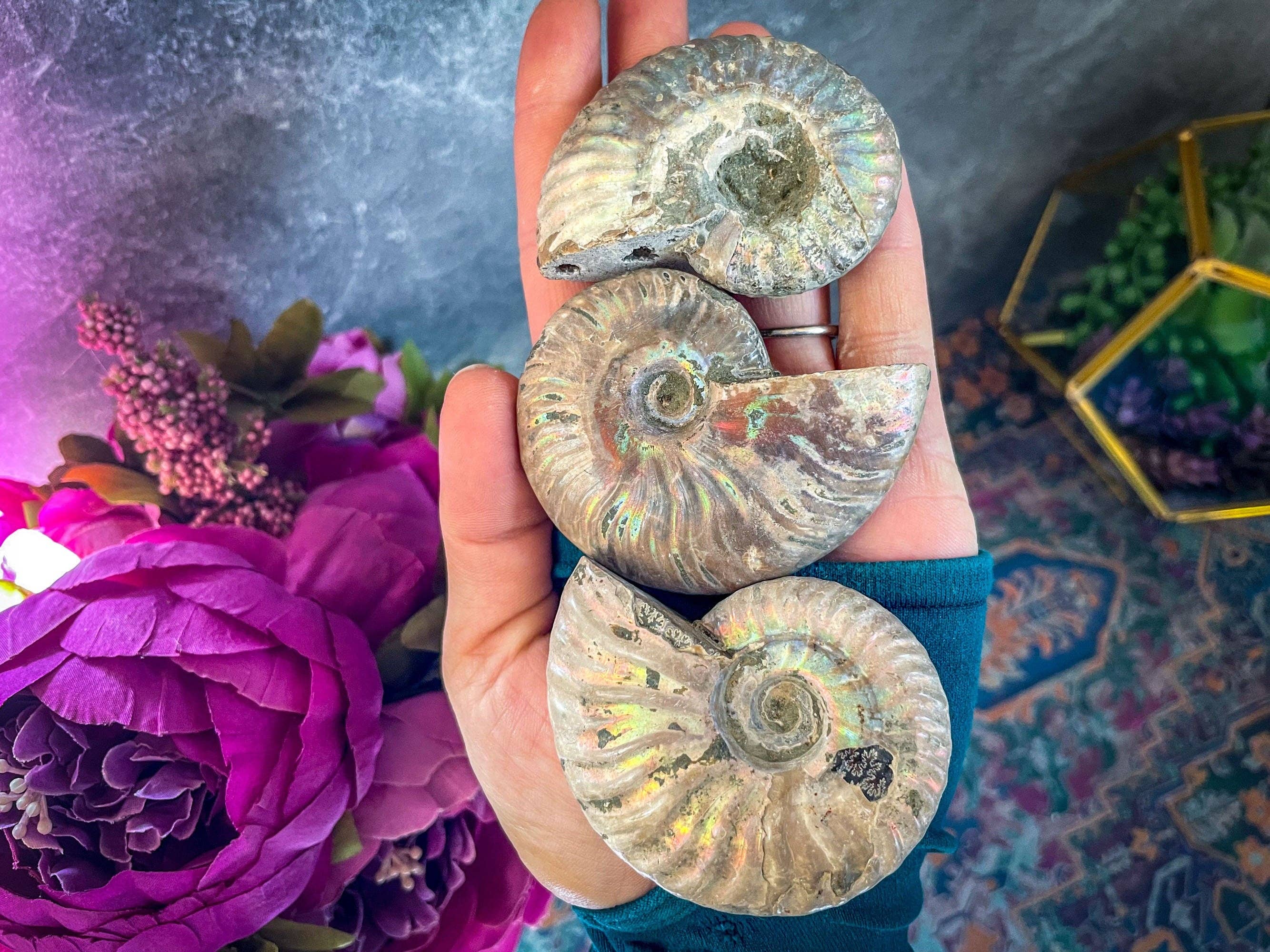 Mandala Gems - Vente Pierre et cristal de spiritualité - Fossile d'ammonite arc-en-ciel, ammonite iridescente, ammolite de Madagascar, vous choisissez la taille3