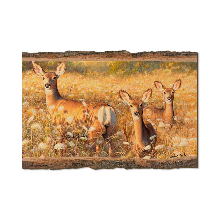 DaydreamHQ - Wholesale Postcard - Light and Lace - Wood Magnets & Postcards
