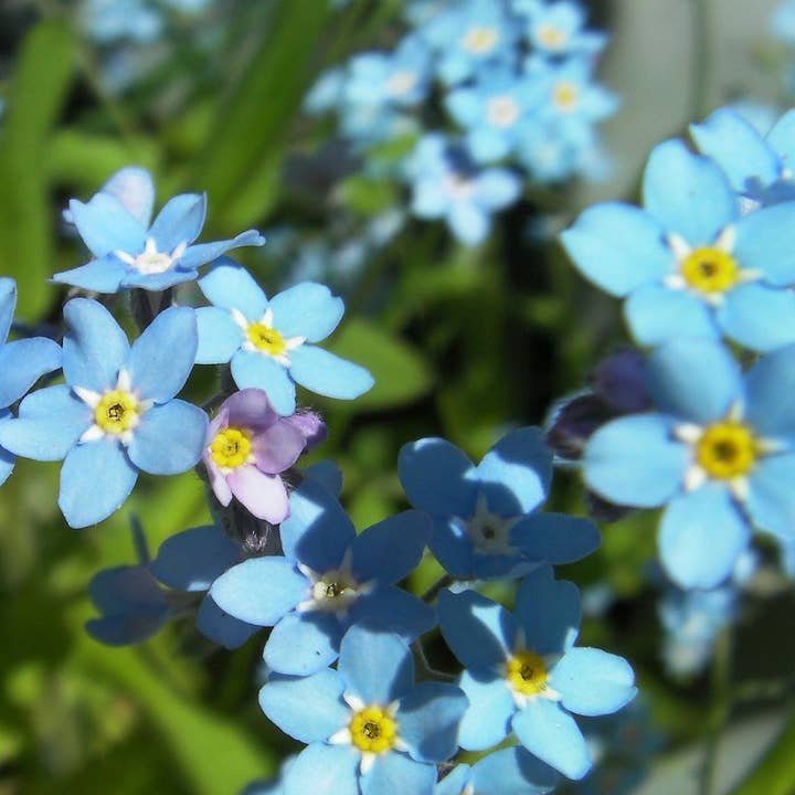 Sow True Seed - Wholesale Plant Seeds - Forget-me-not Seeds3