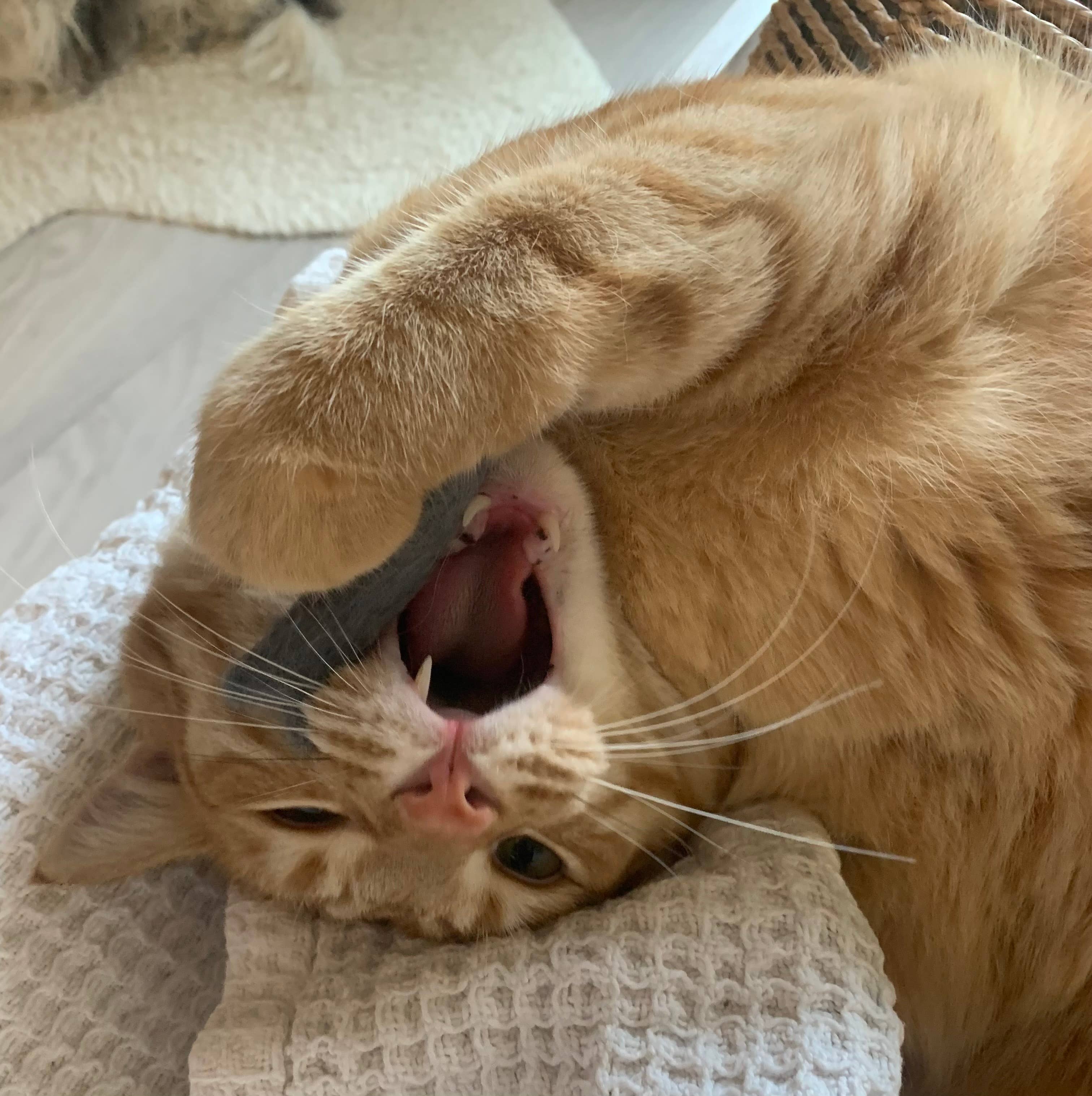 Ciao Gatto Cat Market - Wholesale Pet Toy - Cat - Organic Catnip Infused Wool Sardines 4