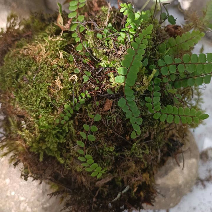 Moss wholesale - Venta al por mayor Expositor - Hogar - Bola de musgo Hypertufa kokedama con helechos, centro de mesa