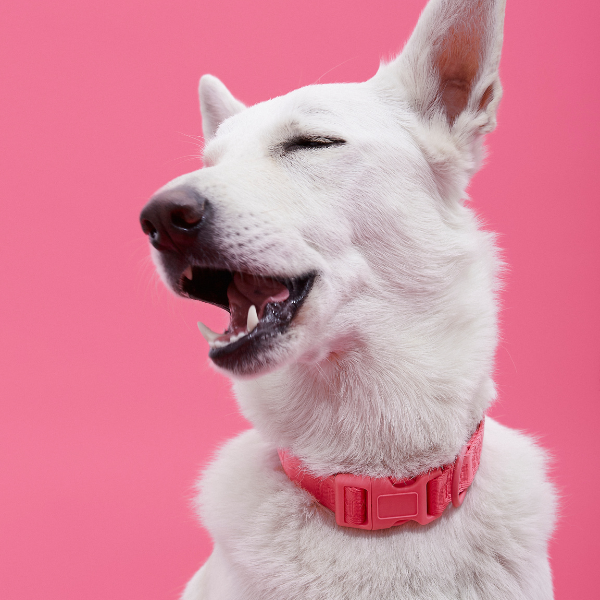 ARISTOPET - Wholesale Pet Collar - Dog - SIGNATURE COLLAR13