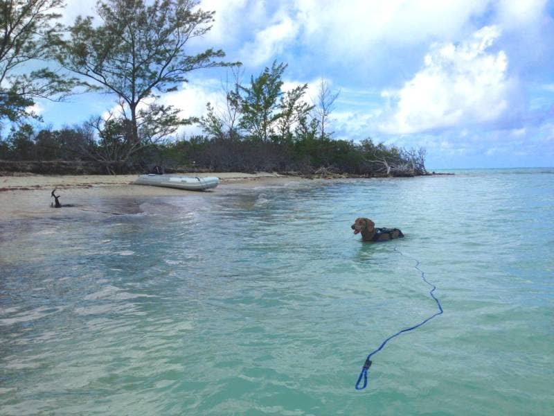 SOFT LINES - Wholesale Pet Leash - Dog - Swim Snap Leash w/ Stainless Steel Hook Clip6