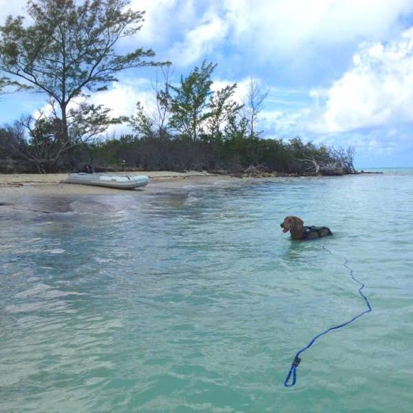 SOFT LINES - Wholesale Pet Leash - Dog - Swim Snap Leash w/ Stainless Steel Hook Clip6