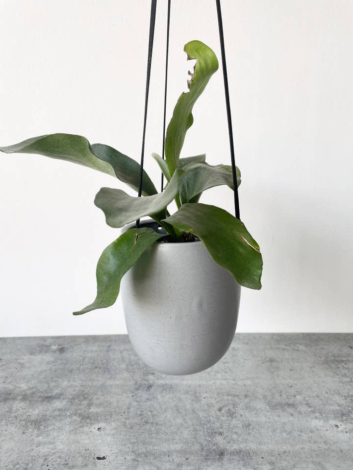 U Hanging Planter for wholesale by Little Fire Ceramics