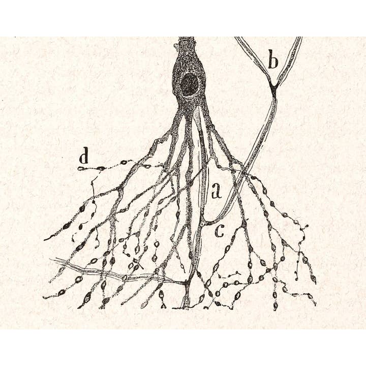 Rock Paper Scissors Wall Art - Venta al por mayor Ilustración - Dibujo de células vintage | Santiago Ramón y Cajal | Célula de un conejo | Arte de pared anatómico antiguo | Arte de neurociencia y biología | Artista español