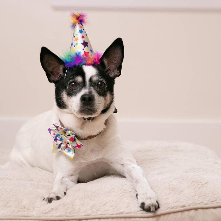Huxley & Kent – wholesale Hatt - Hund – Superstar Partyhatt med SnugFit®