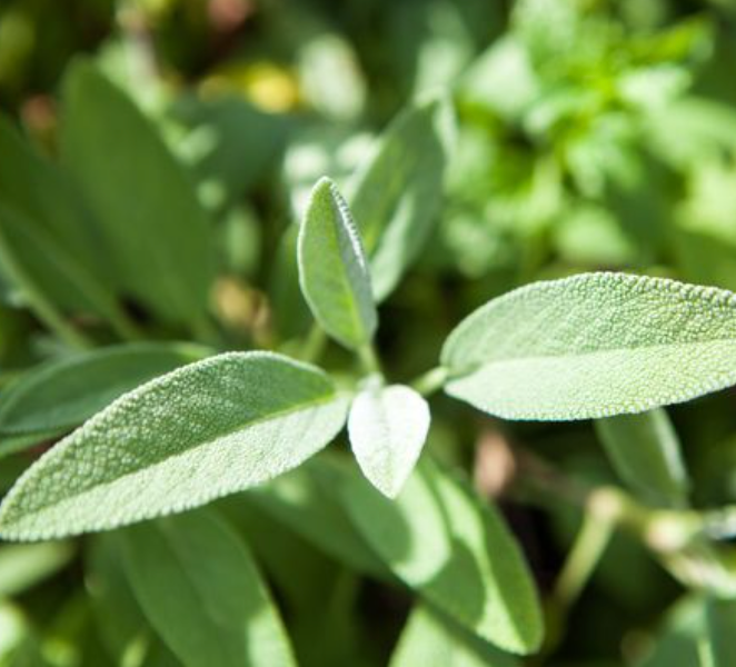 Little Veggie Patch Co – wholesale Frön – Salvia 'Common' Kulturarvsfrön1