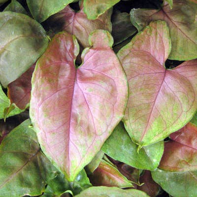 Syngonium Maria Allusion for wholesale by Dick's Sticks and Exotics