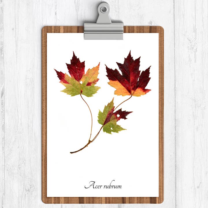 Imprimé botanique feuilles d'automne érable rouge pour la vente par Ecobota