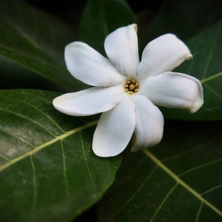 Night Blooming Jasmine* Incense Sticks for wholesale by Beaches of Tunisia, LLC