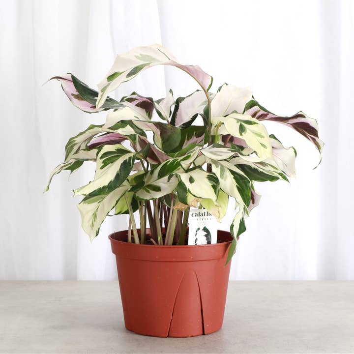 Thorsen's Greenhouse - Wholesale Live Plant - Calathea 'Stella' - Live Plant