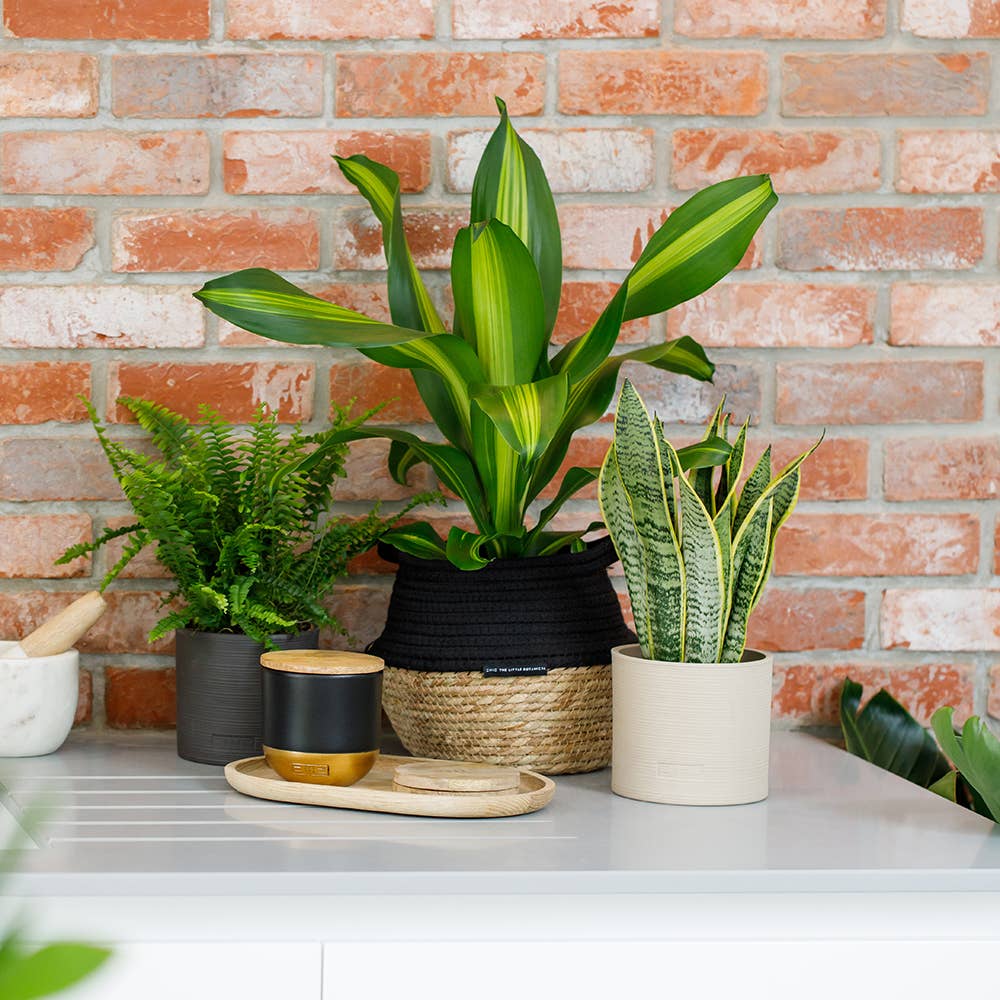 The Little Botanical – wholesale Live plant – British Grown Boston Fern10