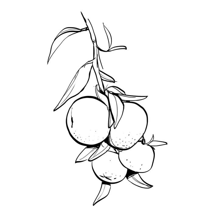 Essences Naturelles Corses - Wholesale Essential Oil - Synergy - Soothing - Relaxing - Aromatherapy - 10ml3