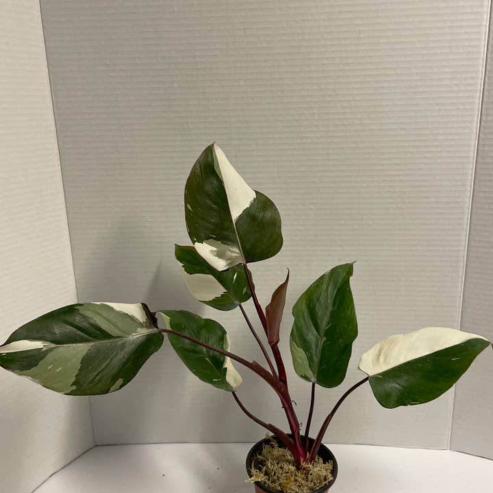 Native Transplants - Wholesale Live Plant - Philodendron Red Anderson Variegated