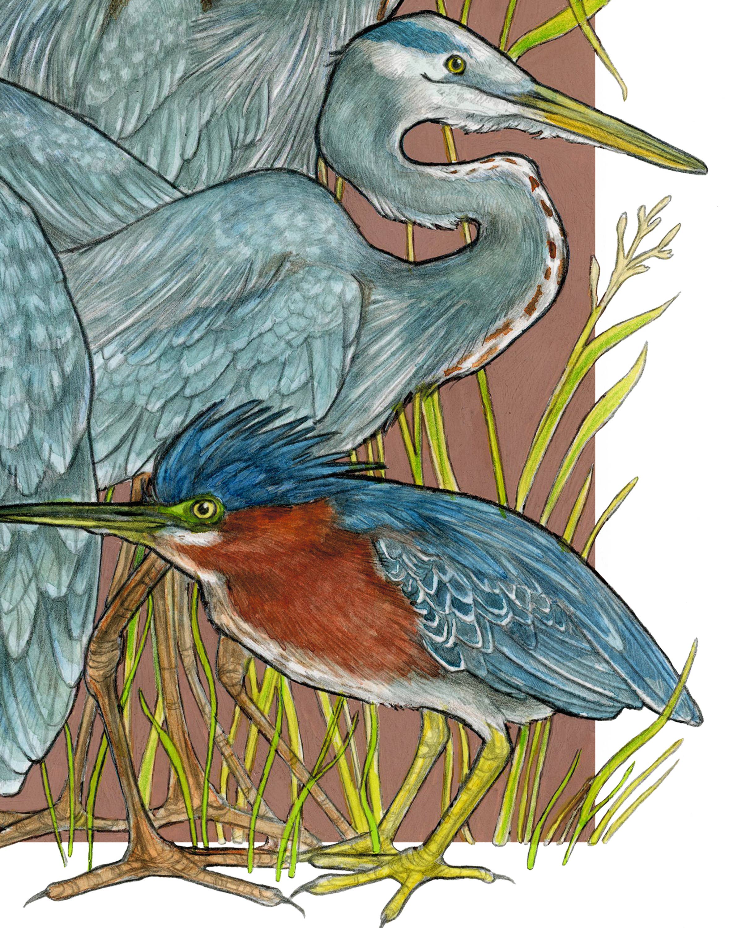 Sarah Draws Things - Wholesale Art Print - A Siege of Herons - Archival Print 4