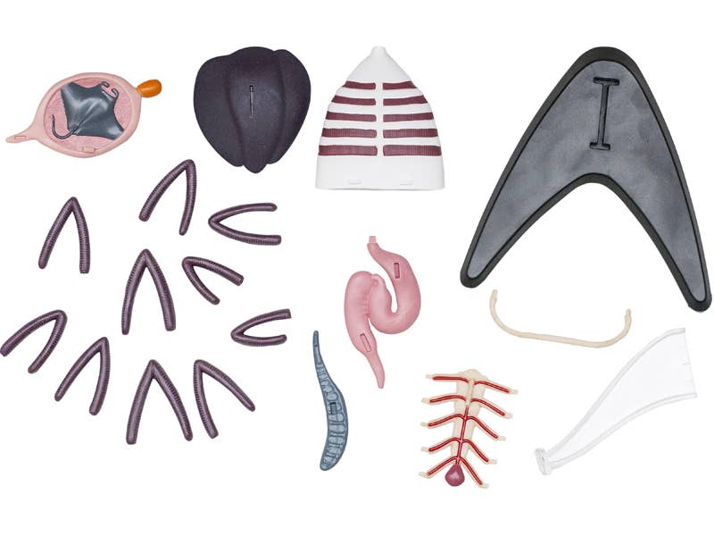 TEDCO Toys - Wholesale Classic Toy - Kids - 4D Manta Ray6