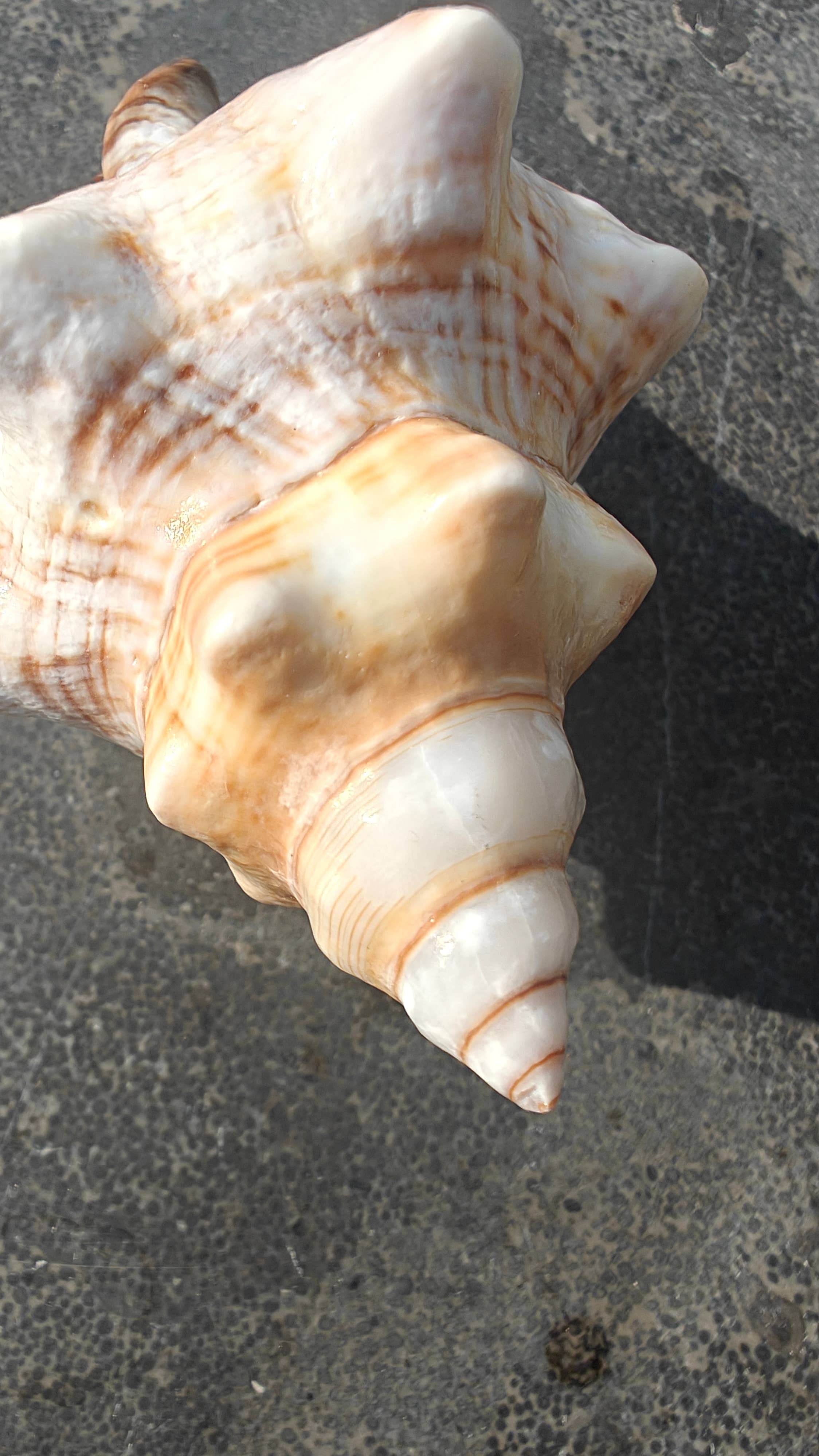 Product Import Holland – wholesale Decorative tabletop object – Onem - shell - decoration - shells - coast - beach3