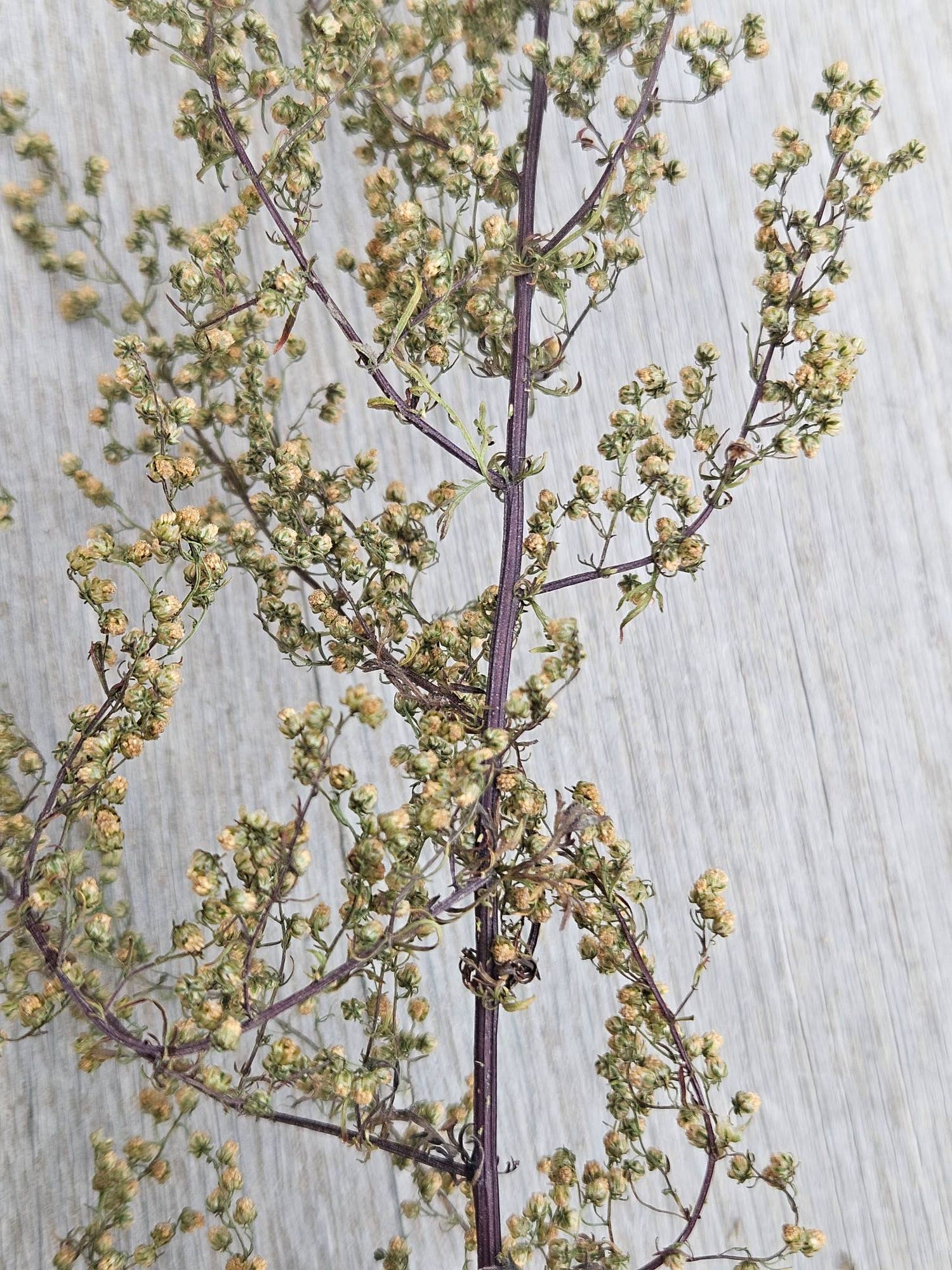 Alissas Flower Farm - Wholesale Dried/Pressed Flowers - Foliage:  Sweet Annie Artemisia2