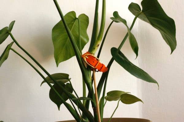 Cérès - Wholesale Bangle Bracelet - Simple leather bracelet Jalouse9