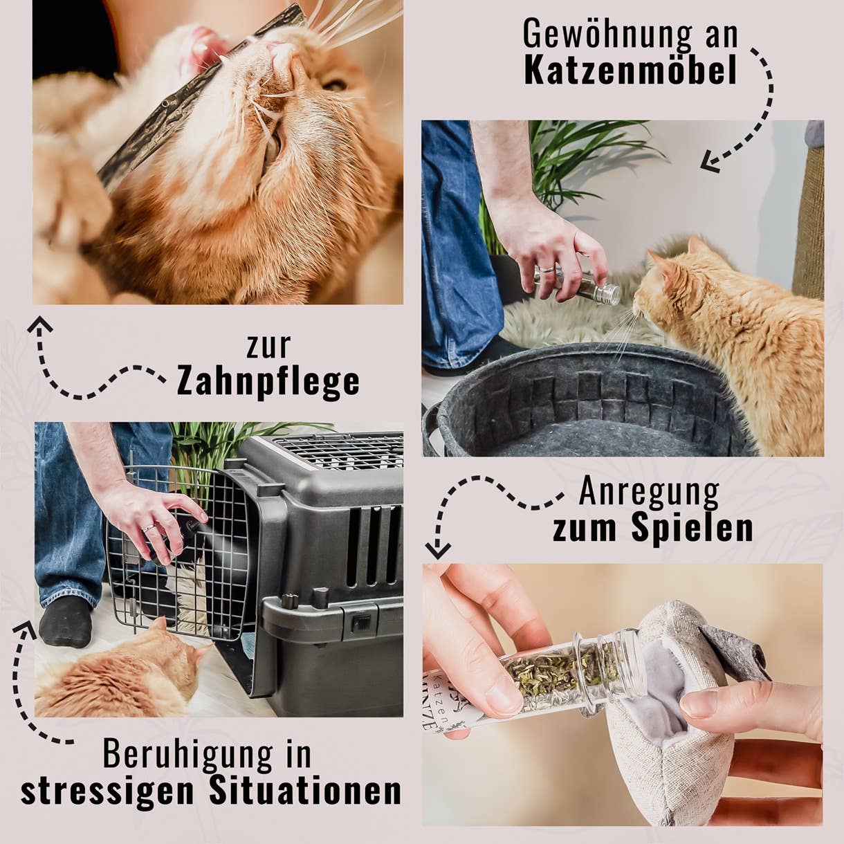 ne&no – Großhandel Nahrungsergänzungsmittel für Haustiere – Katze – ne&no® Katzenkräuter Mix - 3er Set - in edler Geschenkbox6