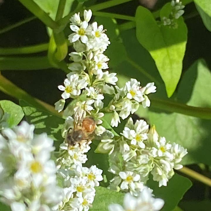 Doudlah Farms Organics - Wholesale Flour - Organic Buckwheat Flour6