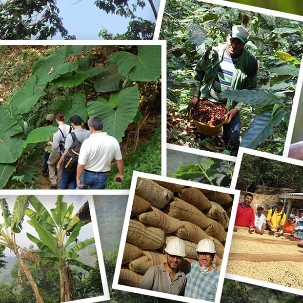 Jim's Organic Coffee - Wholesale Coffee Beans - Jim’s Organic Coffee – Colombian Santa Marta Montesierra