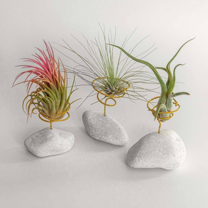 BOREEN Shop - Wholesale Live Plant - Tillandsia air plant with natural stone support2
