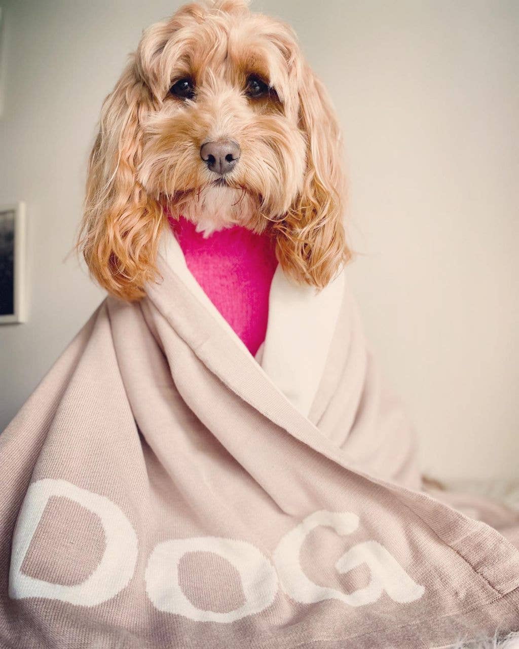 Louis Barx - Vente Couverture – chien - Couverture douillette pour chien2