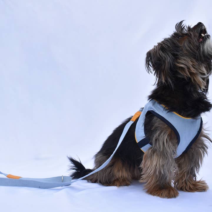 Geschirr mit Leine für den Großhandel von Mayeli Spain