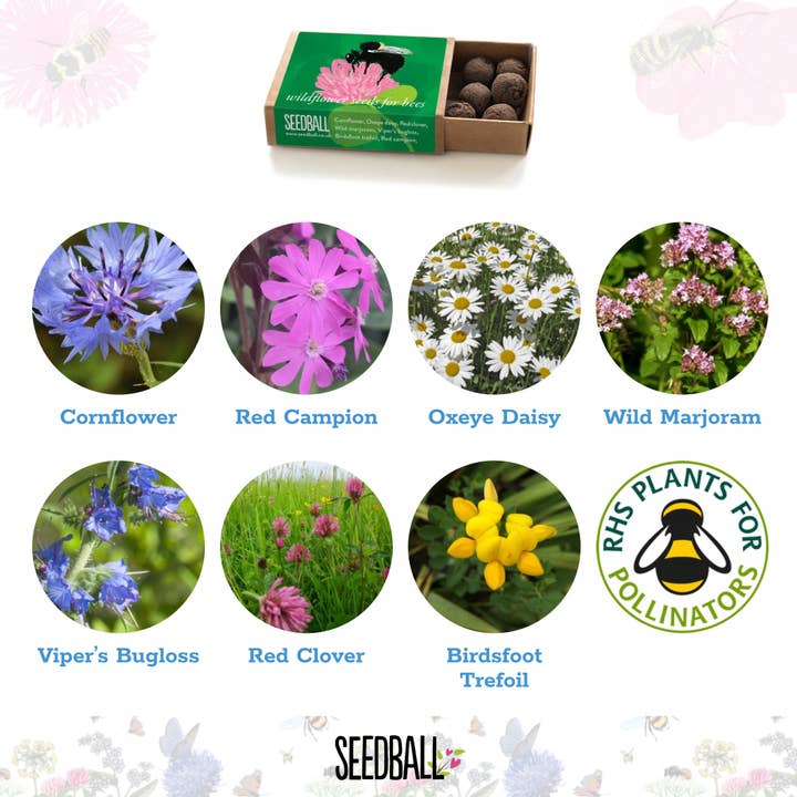 Seedball – wholesale Plant seeds – Bumblebee Seedball Wildflower Boxes6