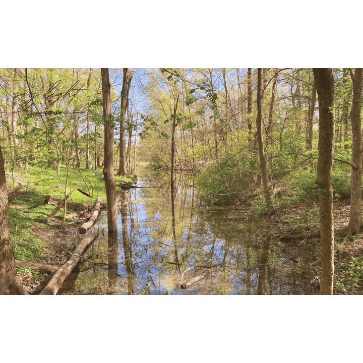 A Walk in the Woods for wholesale by Soy Light Candle Co.