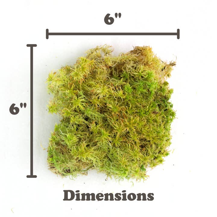 Mossify - Wholesale Live plant - Nat. Canadian Sphagnum Moss β Live or Dormant Moss for Plant7