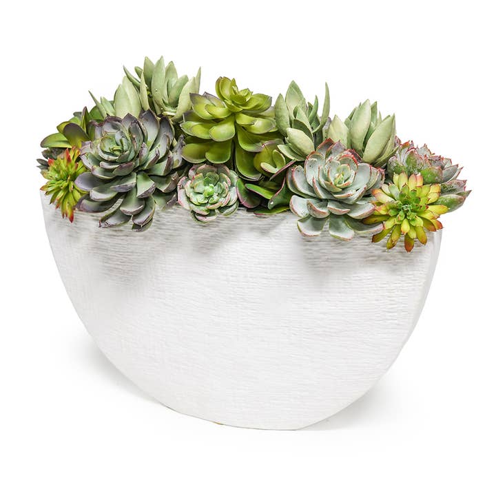 Succulents In Lg Wht Anneli Boat for wholesale by The Ivy Guild