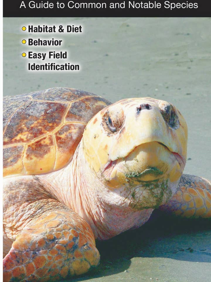 Turtles of Florida for wholesale by Quick Reference Publishing, Inc