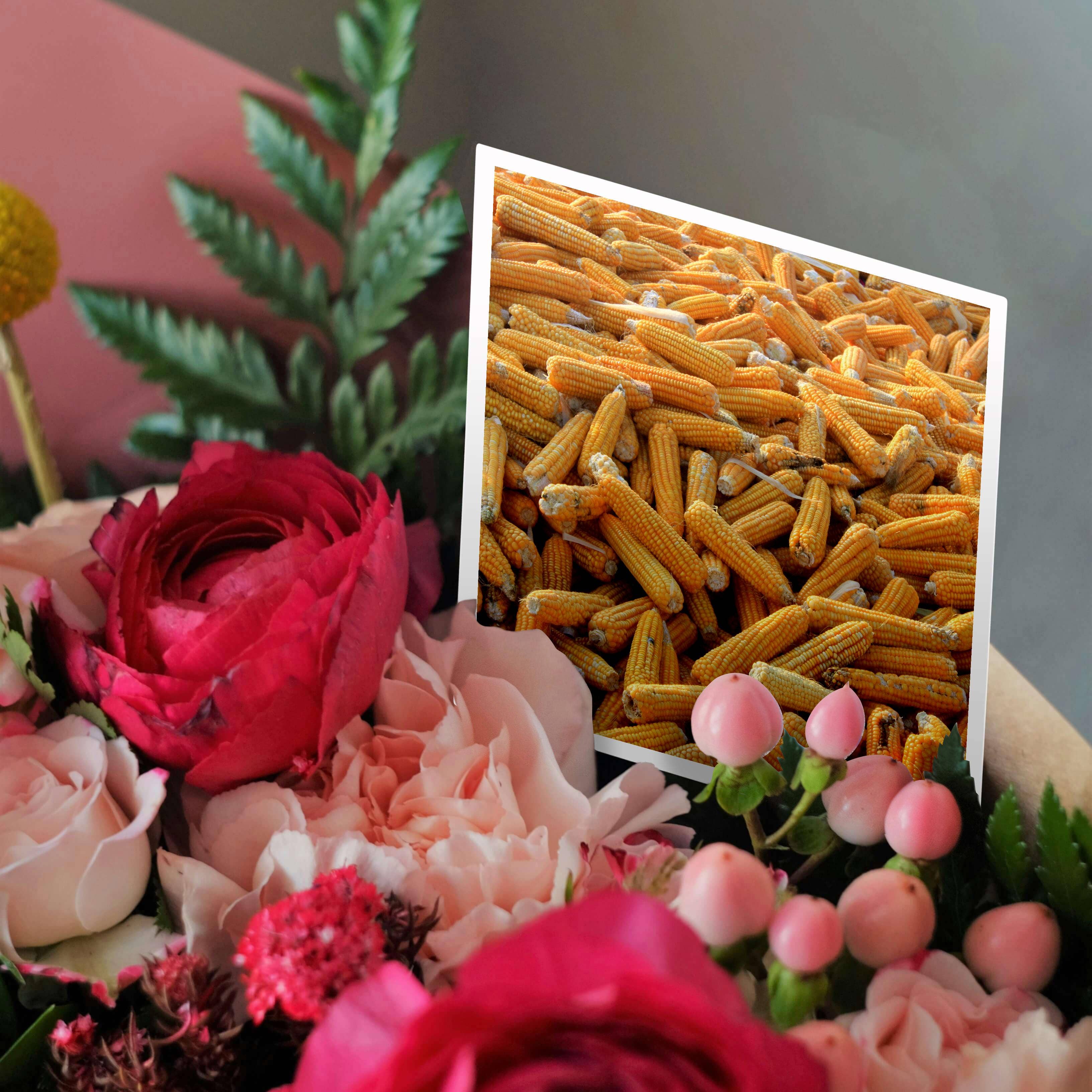 3dRose – wholesale Everyday greeting card – 3dRose, Raw Organic Husked Sweetcorn Seed Drying In The Sun, Greeting Card2