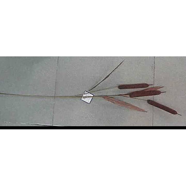 Vente de tiges de quenouilles pour la vente par C&F Home