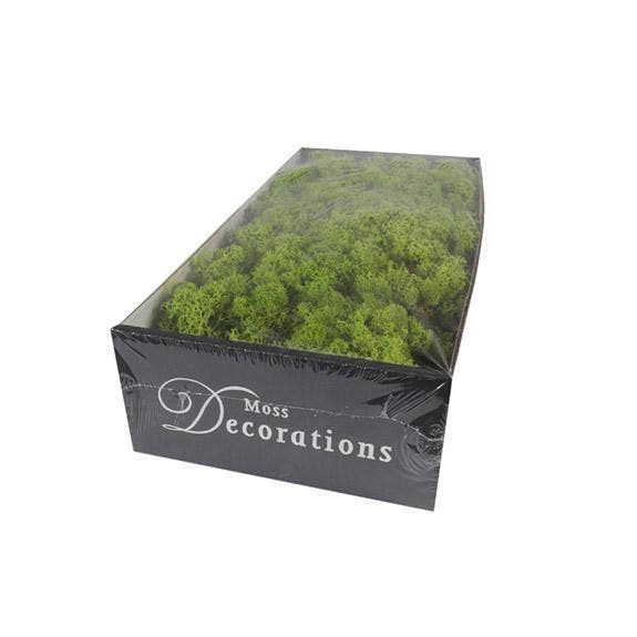 Dutch Flower Lady - Wholesale Dried/Pressed Flowers - Preserved Reindeer Moss 6 choose from colors1