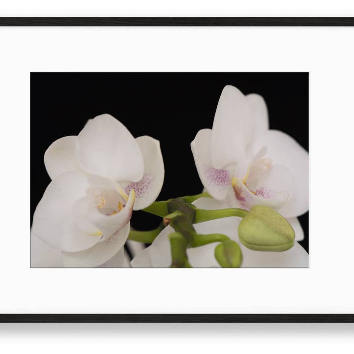 Orchid | N° 31 pour la vente par Chelsey Walker Creative