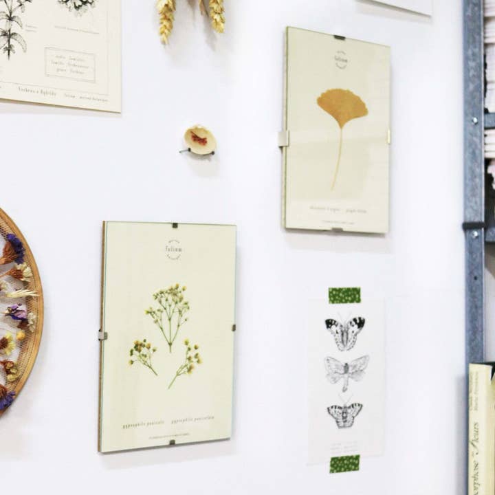 Folium - Maison Botanique - Wholesale Dried/Pressed Flowers - No. 17 · The Gypsophila6