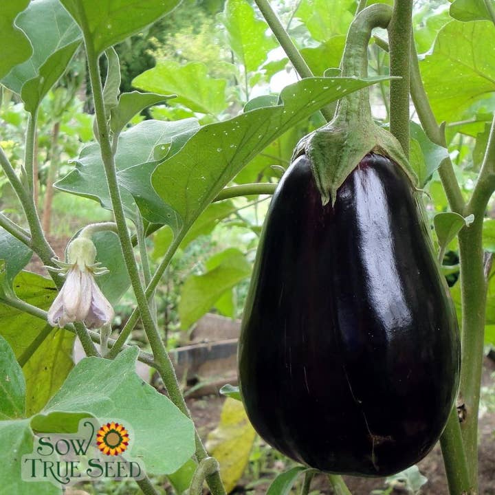 Eggplant Seeds - Black Beauty for wholesale by Sow True Seed