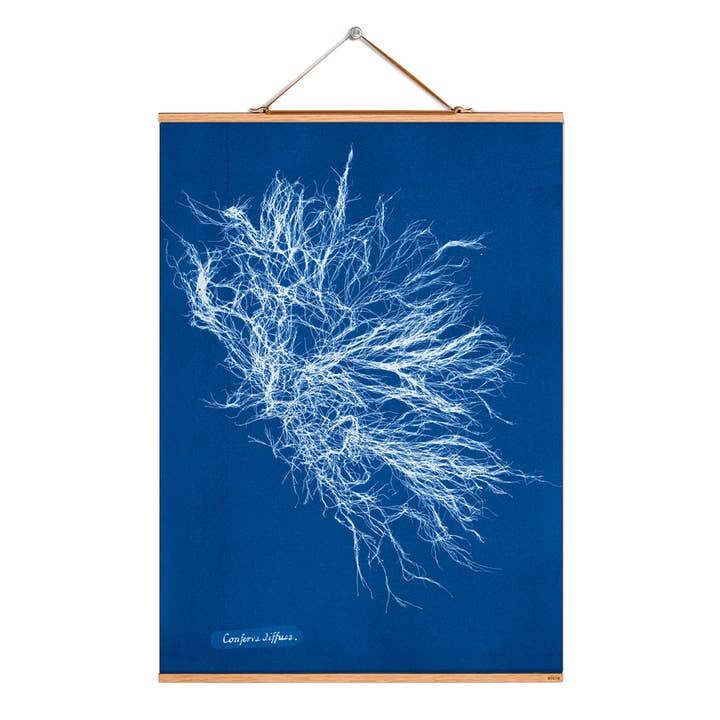 Rollbild Illustration # 133 / Atkins / Conferva / diffusa für den Großhandel von Eicie