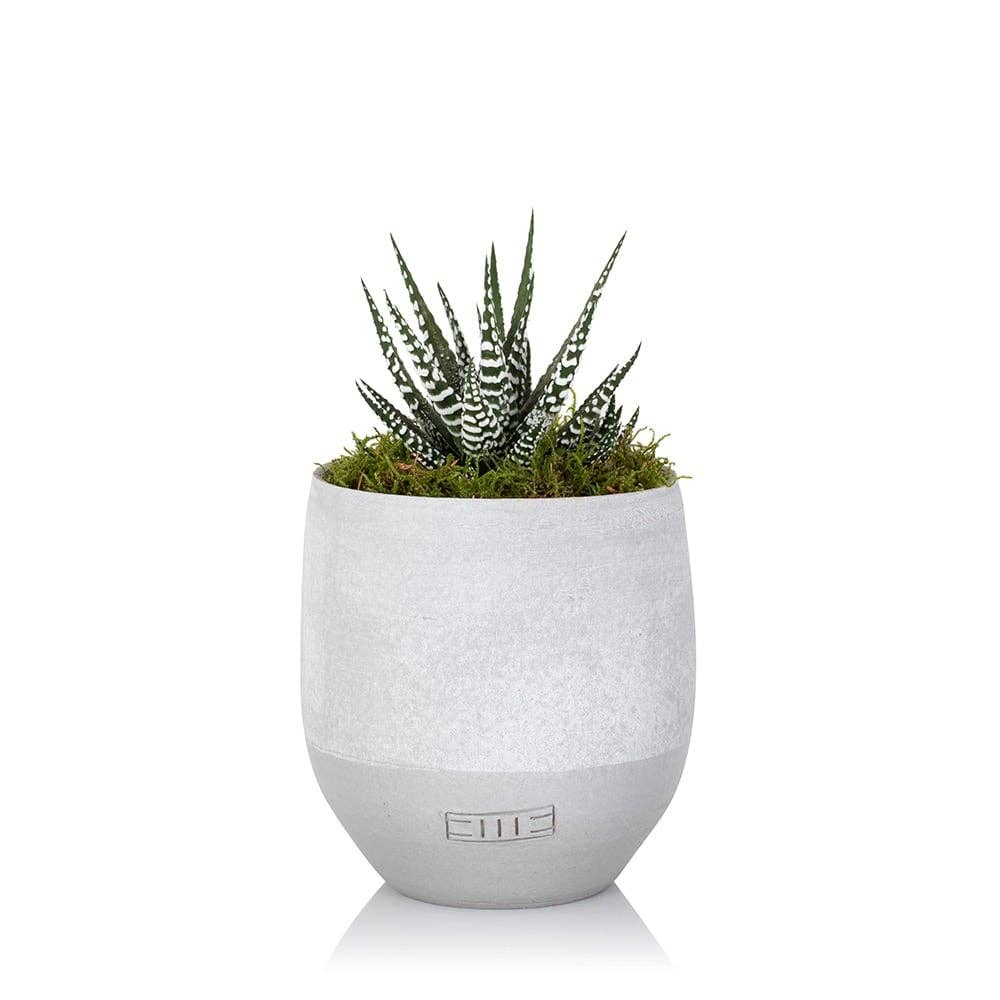 The Little Botanical - Wholesale Live Plant - Haworthia in Ceramic Pot for Indoor Décor14