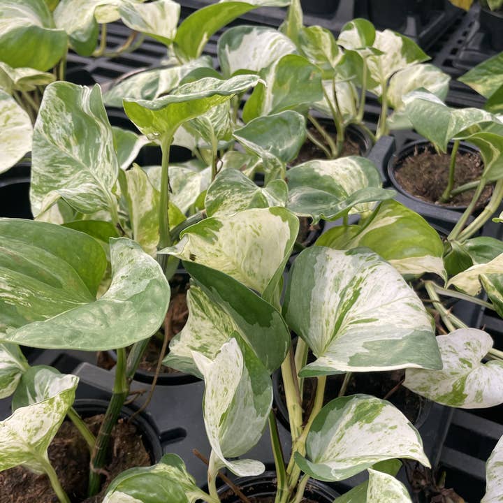 Thorsen's Greenhouse - Wholesale Live Plant - Manjula Pothos - 4" Live Plant10