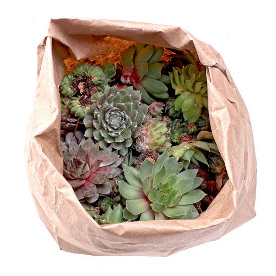 Mountain Crest Gardens - Wholesale Succulent - Bulk Unrooted Sempervivum Bag - 50 Hens & Chicks Rosettes