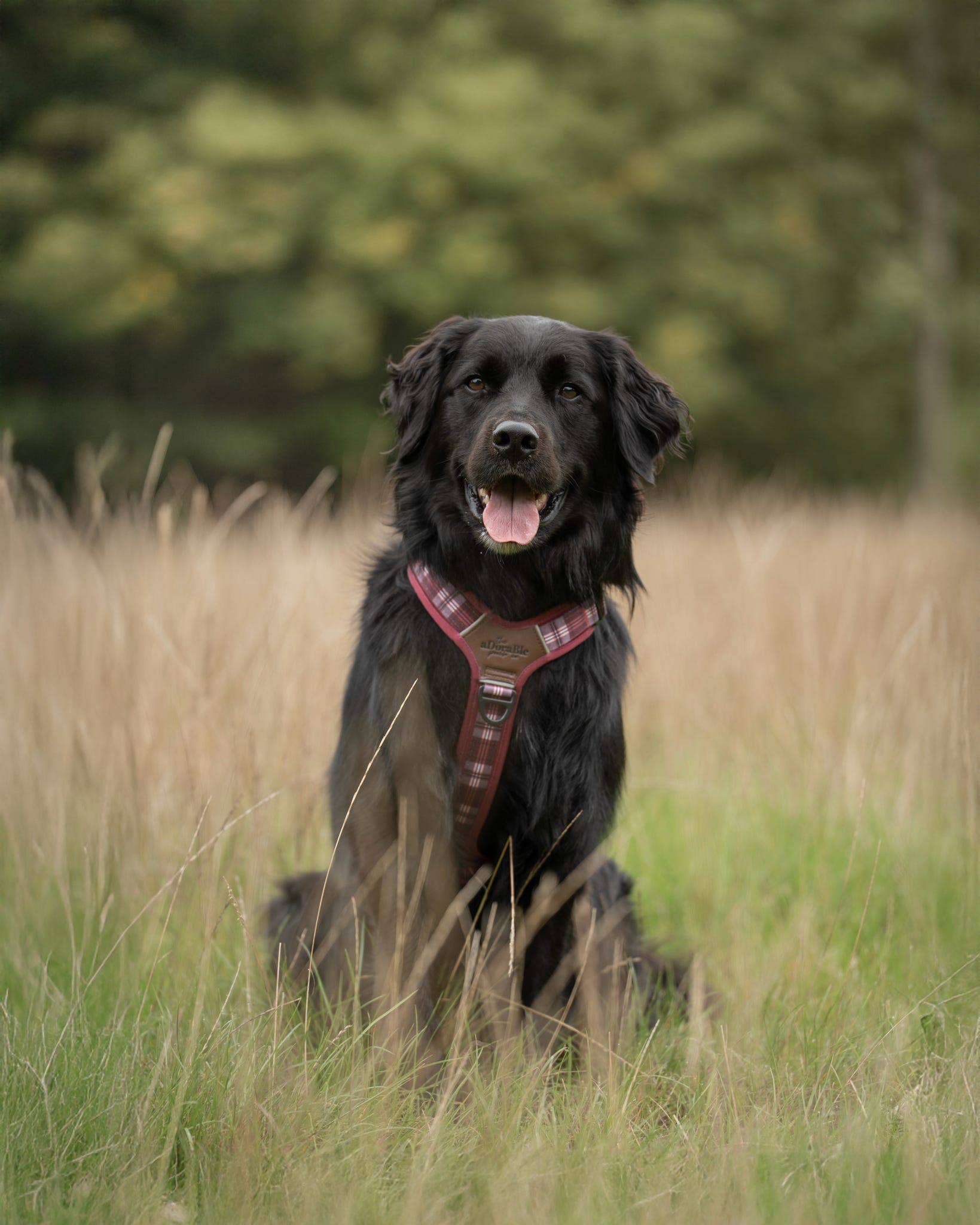 The aDoraBle Pooch Company - Wholesale Pet Harness - Dog - Streamline Pro™ Dog Harness - Heritage Collection - Merlot Manor22