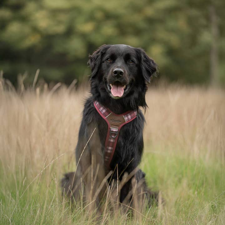 The aDoraBle Pooch Company - Wholesale Pet Harness - Dog - Streamline Pro™ Dog Harness - Heritage Collection - Merlot Manor22