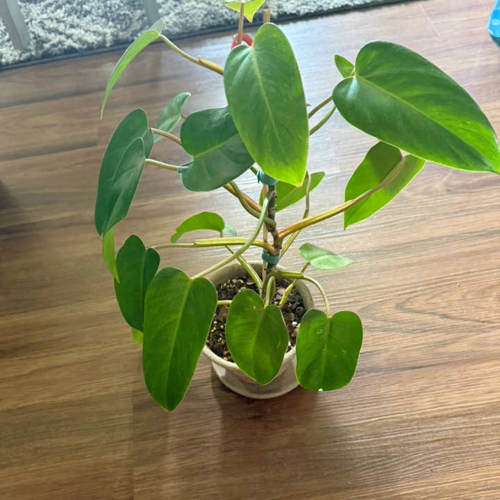 Painted Lady for wholesale by Leafy-Wick